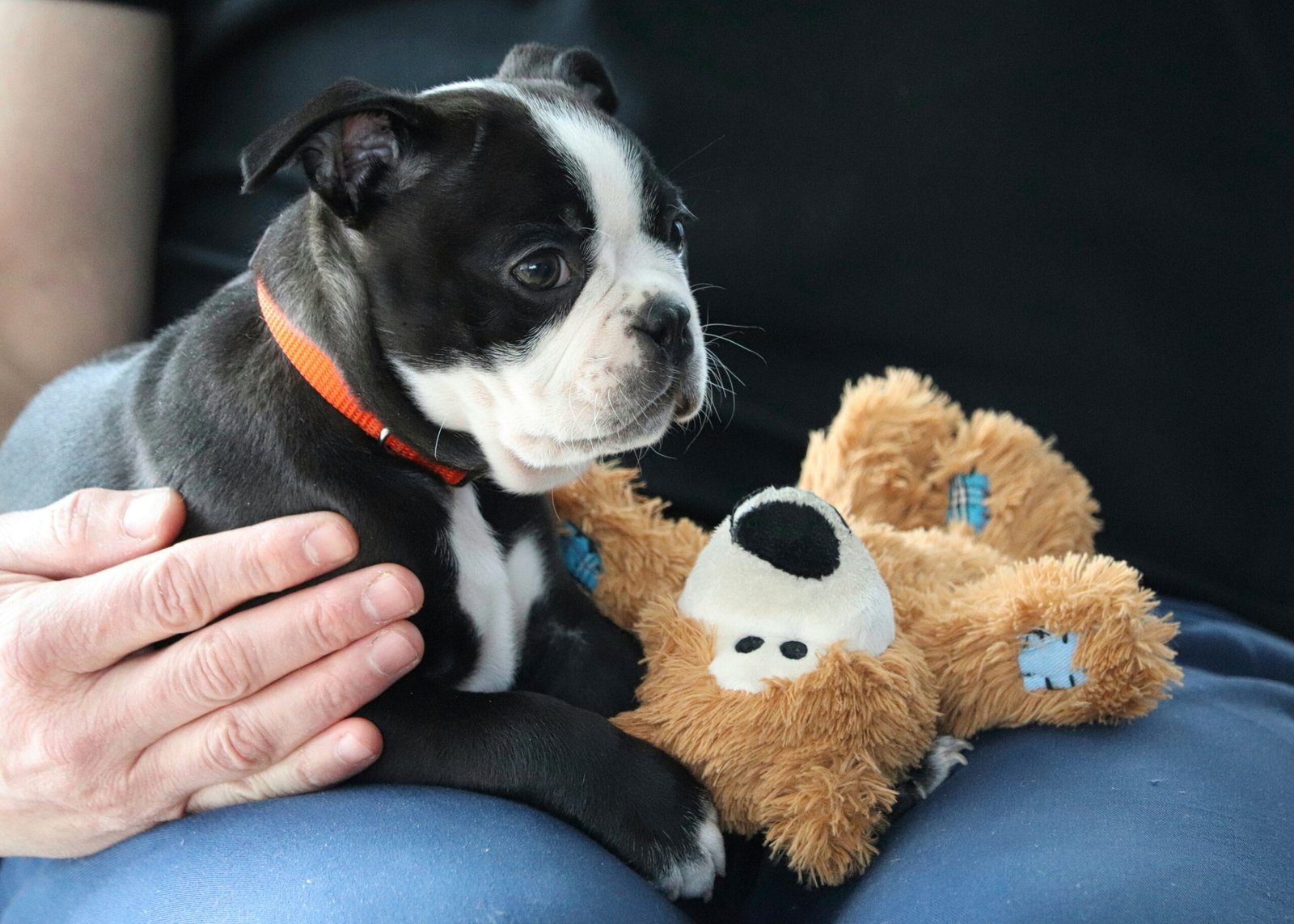 a small black and white dog sitting next to a teddy bear